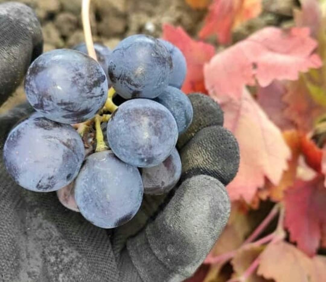 Osmaneli Yöresel Pekmezi - 1 Kg - 300 TL - Görsel 4